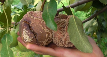 Proč hrušky hnijí na stromě a co dělat, opatření k boji proti nemoci